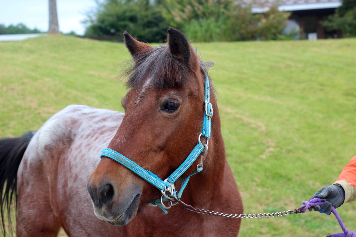 道産子のつくしちゃん