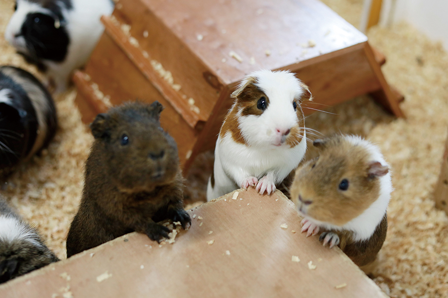 ふれあい動物モルモット