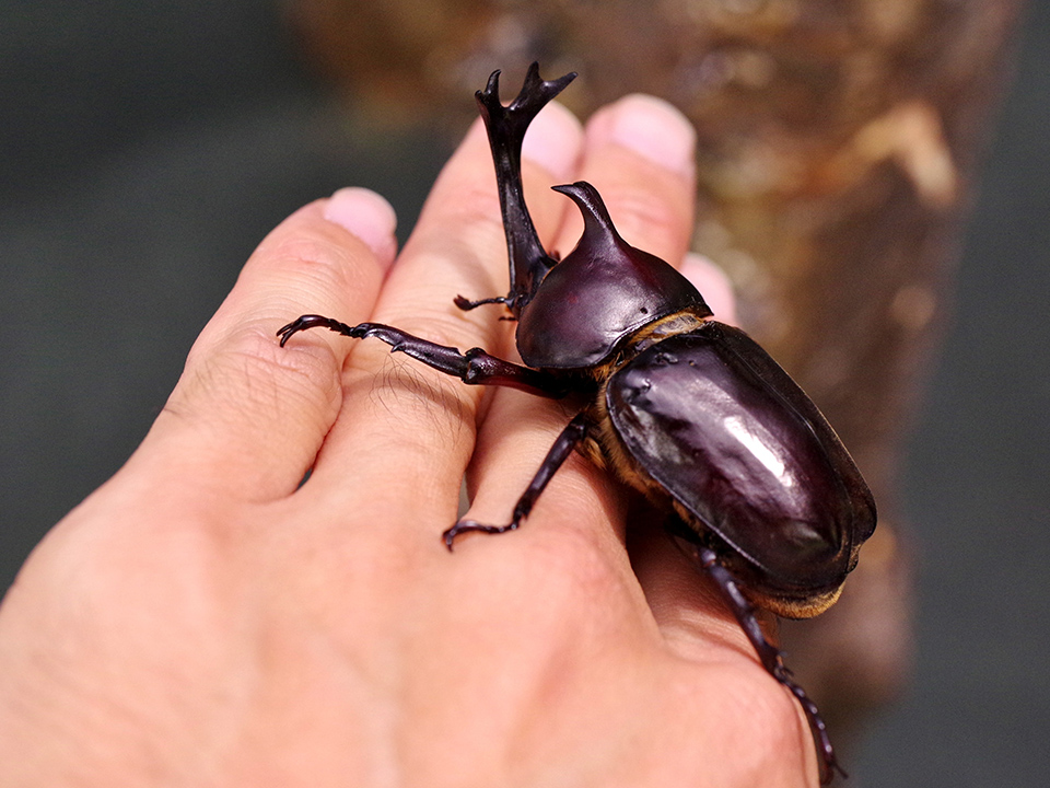 手に乗ったカブトムシのイメージ写真