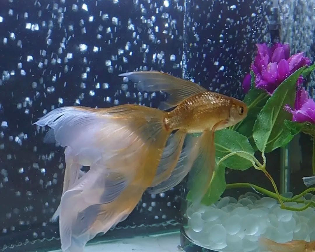 宮負の天然記念物「鉄魚」がやってくる!